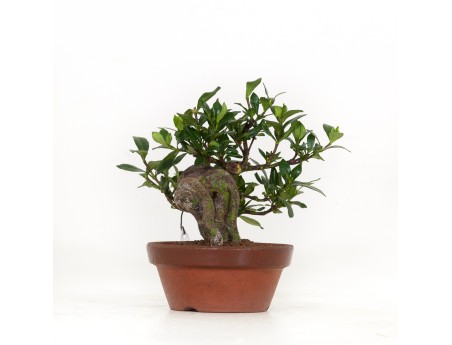 Gardenia Jasminoides - 17 cm