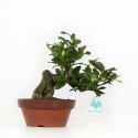 Gardenia Jasminoides - 17 cm