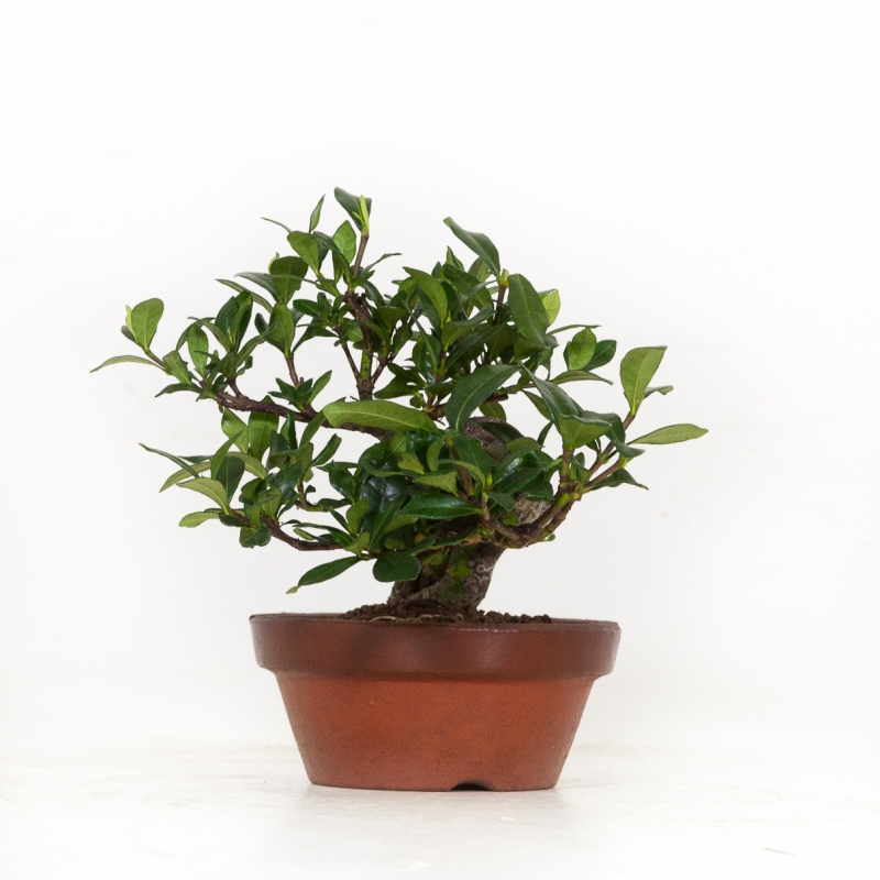 Gardenia Jasminoides - 17 cm