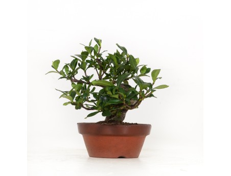 Gardenia Jasminoides - 17 cm