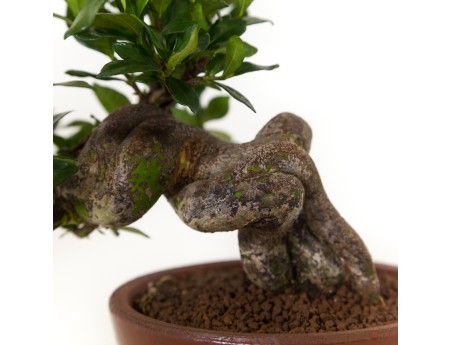 Gardenia Jasminoides - 17 cm