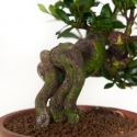 Gardenia Jasminoides - 17 cm