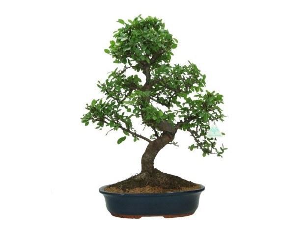 Zelkova nire - Iep - 57 cm