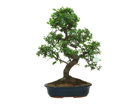Zelkova nire - Elm - 57 cm