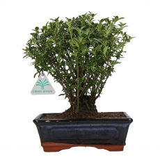 Serissa foetida variegata - Serissa - 38 cm