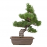 Pinus Pentaphylla - Pine five needles - 50 cm
