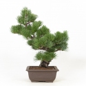 Pinus Pentaphylla - Pino - 50 cm