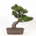 Pinus Pentaphylla - Pine five needles - 45 cm