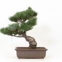 Pinus Pentaphylla - Pin à cinq aiguilles - 45 cm