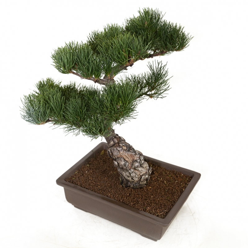 Pinus Pentaphylla - Pino - 45 cm
