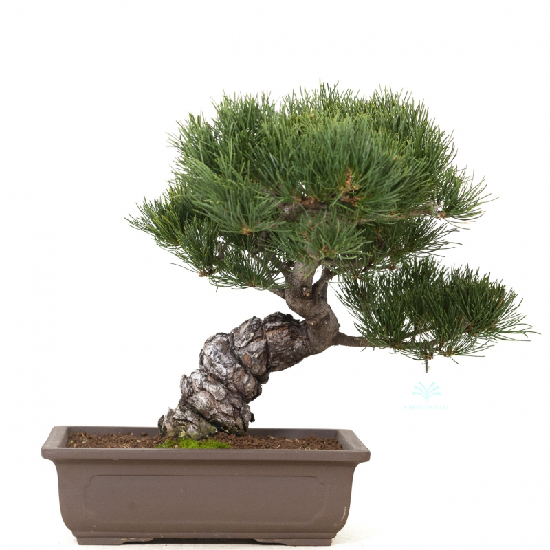 Pinus Pentaphylla - Pine five needles - 39 cm