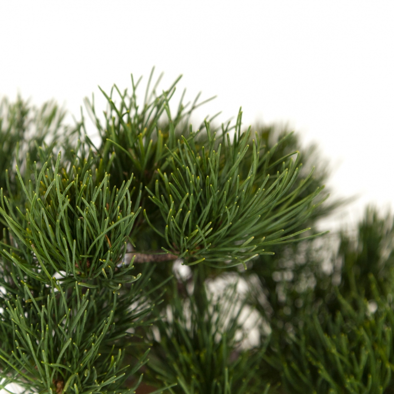 Pinus Pentaphylla - Pino - 39 cm