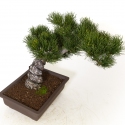 Pinus Pentaphylla - Pino - 39 cm