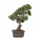Pinus Pentaphylla - Pin à cinq aiguilles - 41 cm