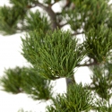 Pinus Pentaphylla - Pino - 41 cm