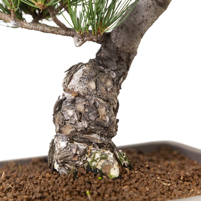 Pinus Pentaphylla - Pin à cinq aiguilles - 41 cm