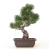 Pinus pentaphylla - Pino - 41 cm