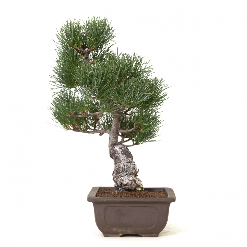 Pinus pentaphylla - Pin à cinq aiguilles - 41 cm
