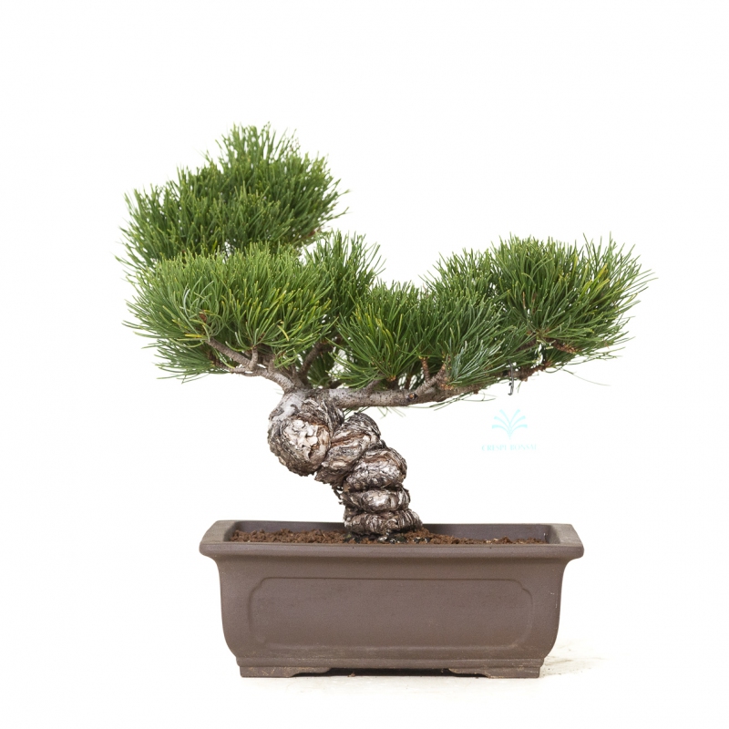 Pinus Pentaphylla - Pino - 33 cm