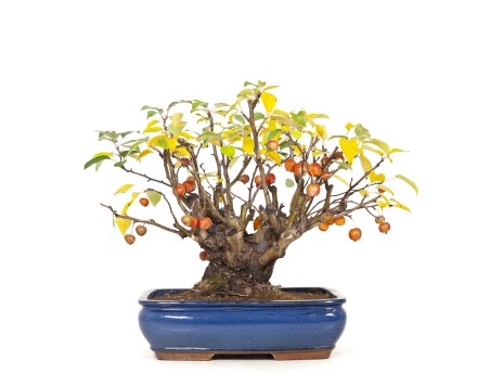 Malus evereste - Apple tree - 48 cm