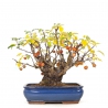 Malus evereste - Melo - 48 cm