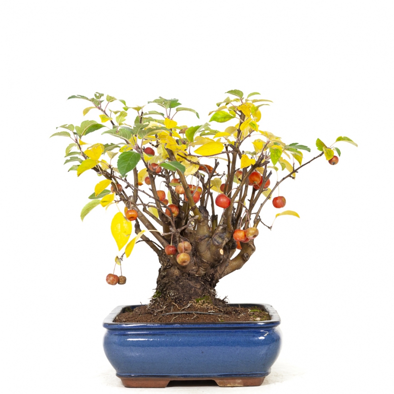 Malus evereste - Pommier - 48 cm