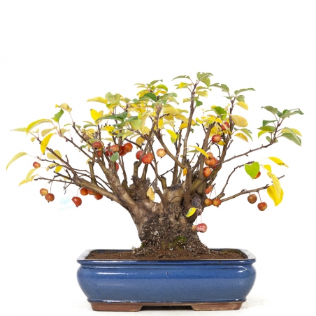 Malus evereste - Melo - 48 cm