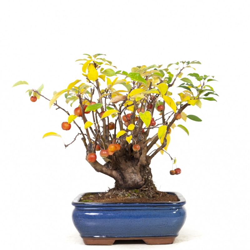 Malus evereste - Apple tree - 48 cm