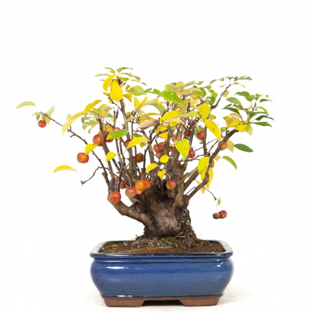 Malus evereste - Pommier - 48 cm