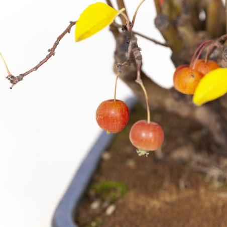 Malus evereste - Melo - 48 cm