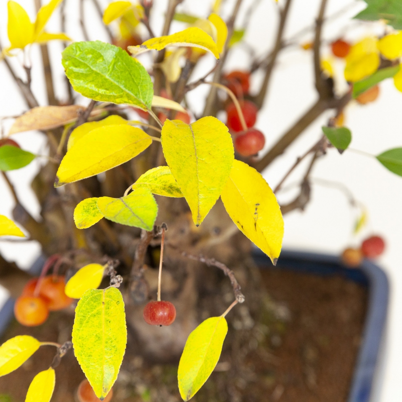 Malus evereste - Apple tree - 48 cm