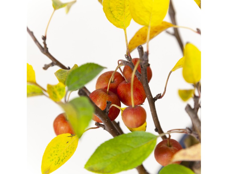 Malus evereste - Melo - 48 cm