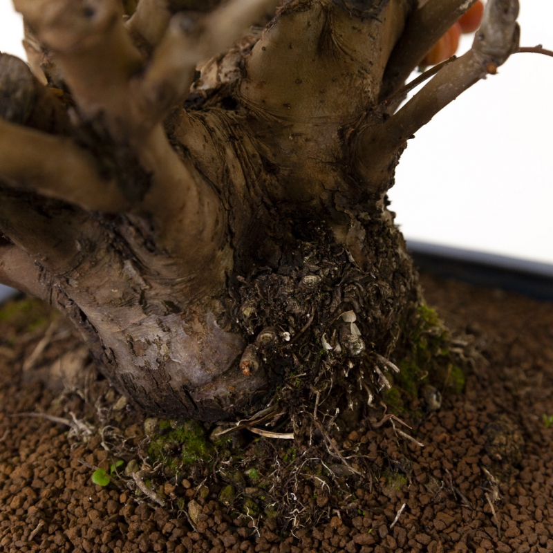 Malus evereste - Apple tree - 48 cm