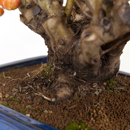 Malus evereste - Apple tree - 48 cm