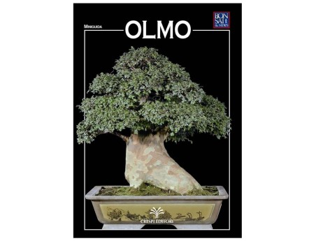 Olmo - Miniguida BONSAI & news