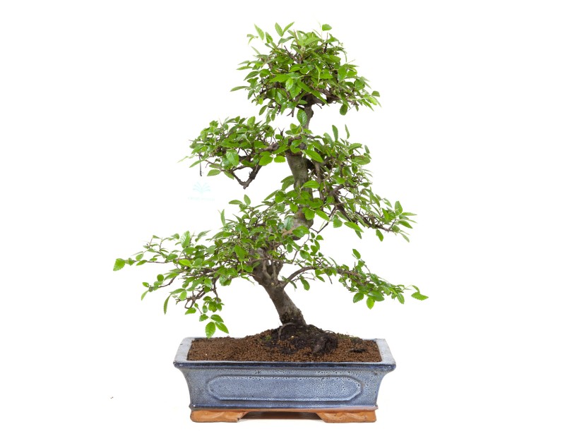 bonsaï de zelkova noir