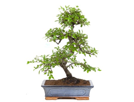 zelkova nire-bonsai