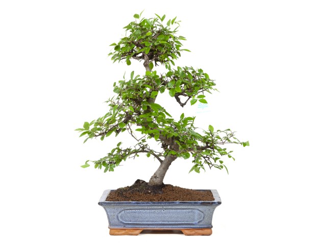 bonsaï de zelkova noir 2