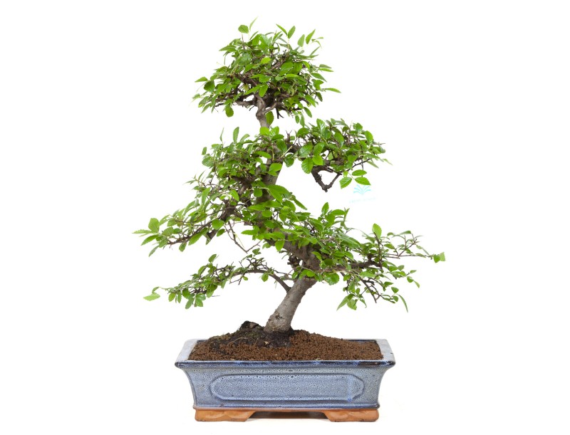 Zelkova nire bonsai