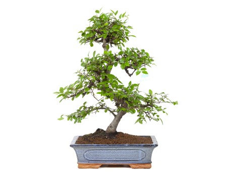 bonsaï de zelkova noir