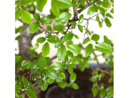 bonsaï de zelkova noir
