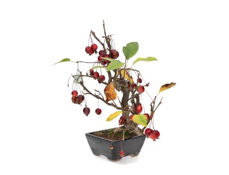 Malus evereste - 36 cm