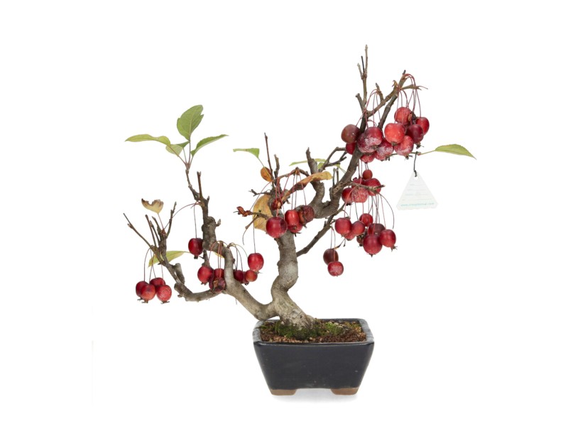 Malus evereste - 36 cm