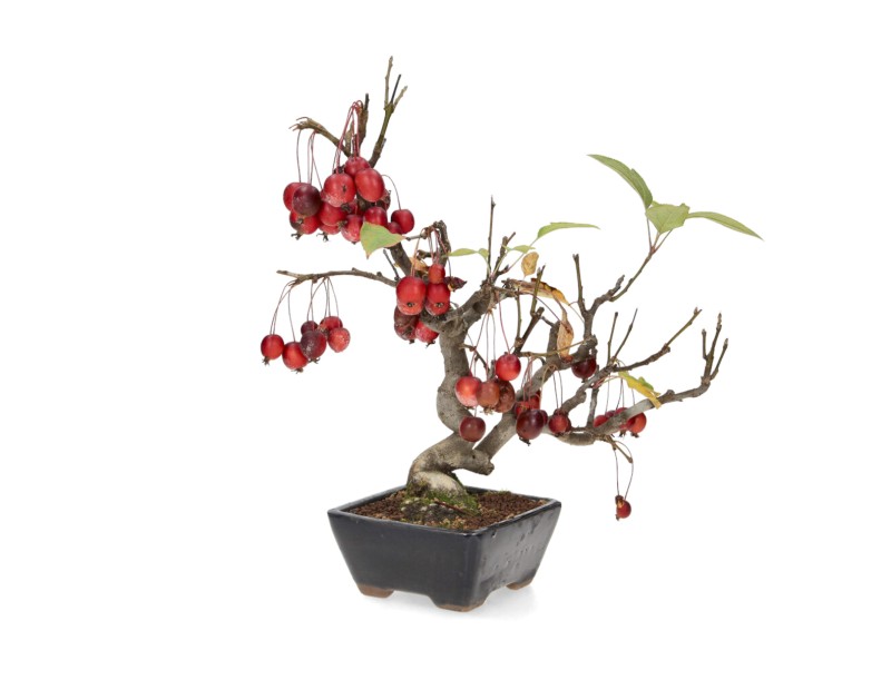 Malus evereste - 36 cm