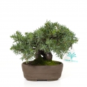 Juniperus rigida - Genévrier rigide - 15 cm