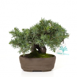 Juniperus rigida - Genévrier rigide - 15 cm