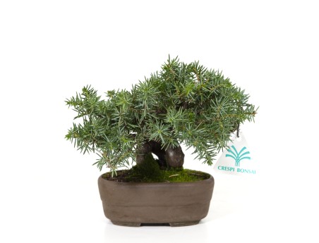 Juniperus rigida - Genévrier rigide - 15 cm
