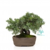 Juniperus rigida - Ginepro ad aghi - 15 cm