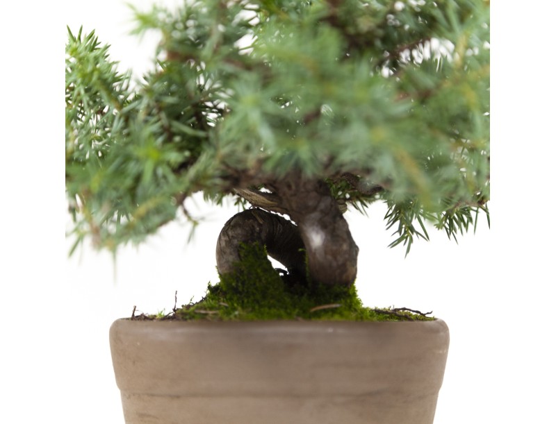 Juniperus rigida - Enebro - 15 cm