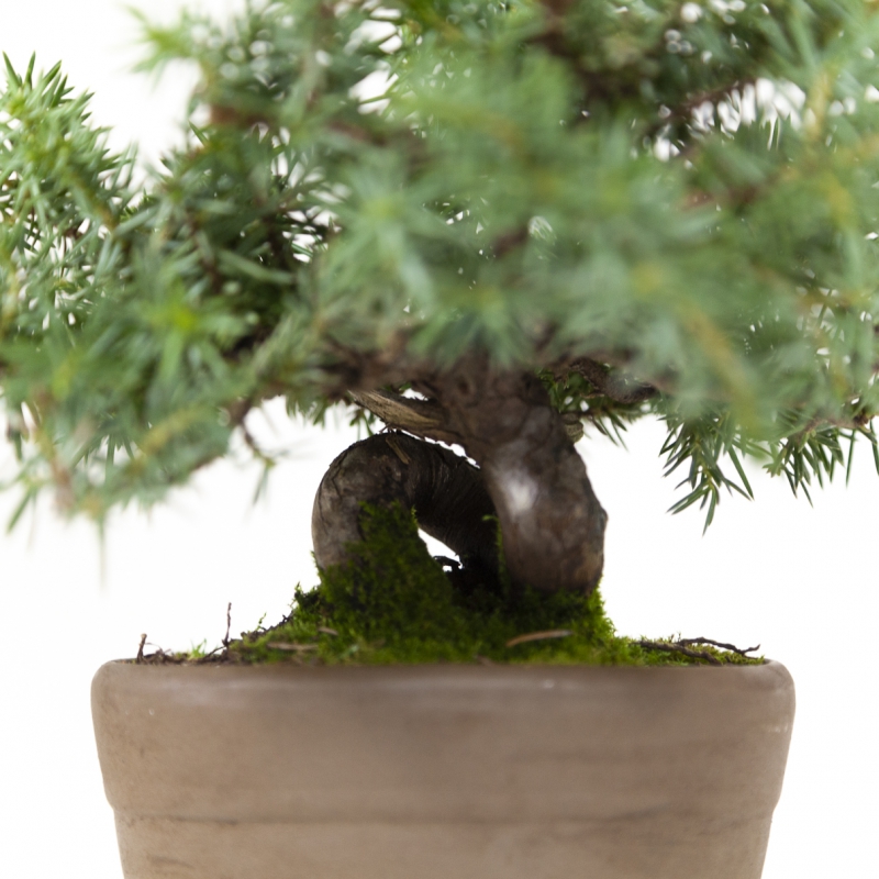 Juniperus rigida - Jeneverbes - 15 cm